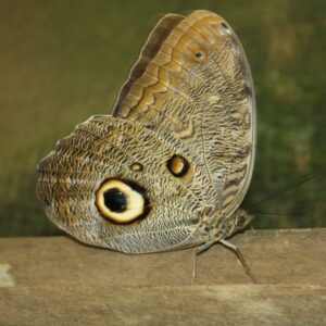 2010 April Puerto Maldonado 801